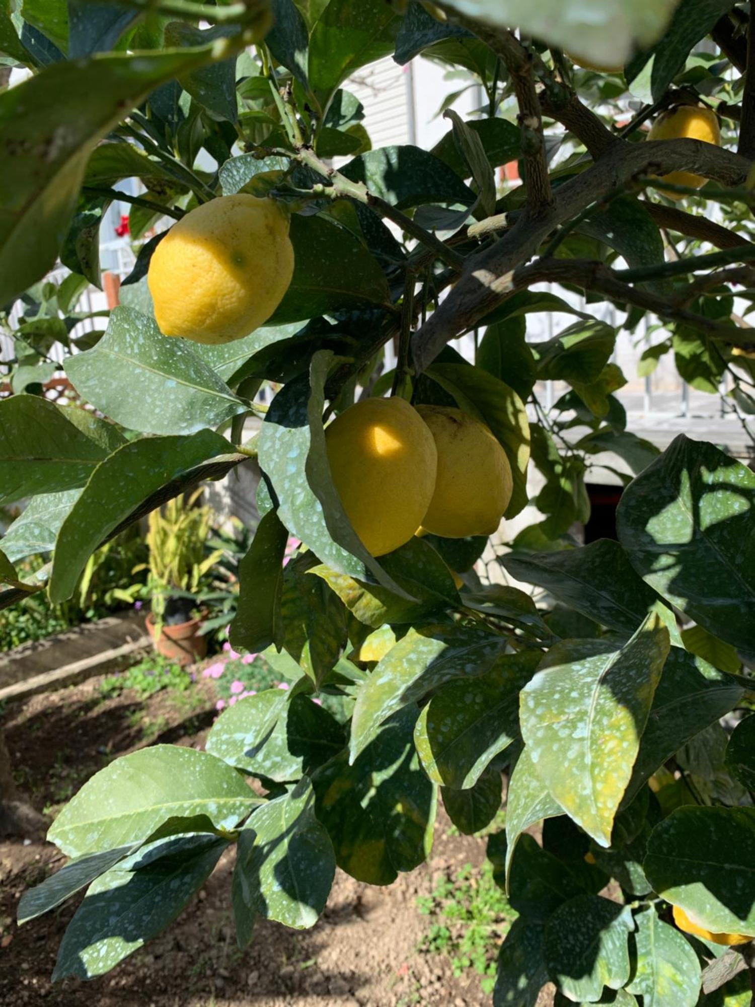 Itaca B&B Piano di Sorrento Kültér fotó